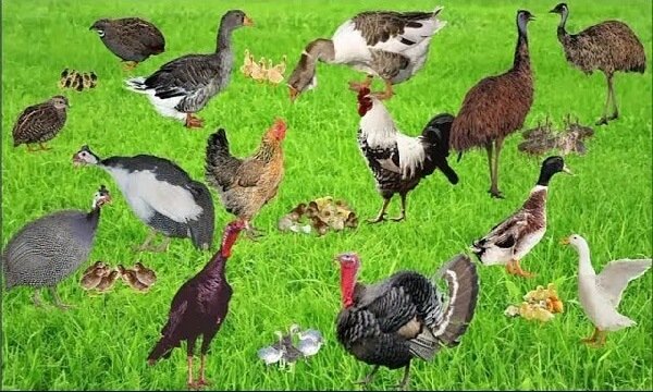 Комбікорм для птиці